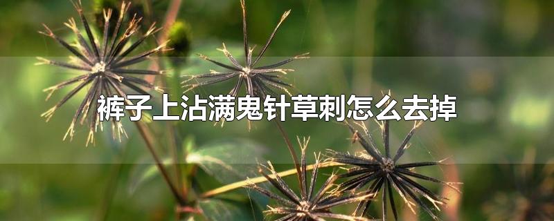 裤子上沾满鬼针草刺怎么去掉