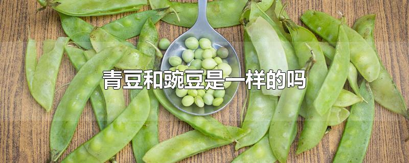 青豆和豌豆是一样的吗