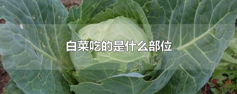 白菜吃的是什么部位