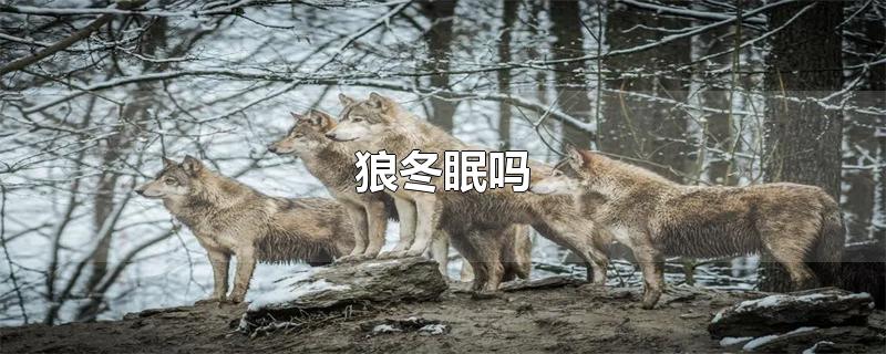 狼冬眠吗