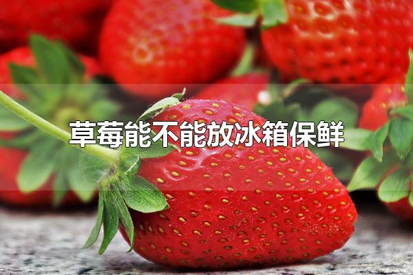 草莓能不能放冰箱保鲜 草莓可以放冰箱保鲜