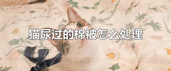 猫尿过的棉被怎么处理 小苏打和白醋轻松去除猫尿