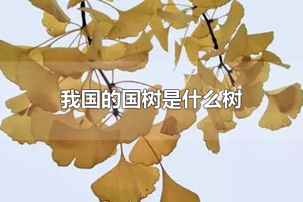 我国的国树是什么树 我国的国树的价值