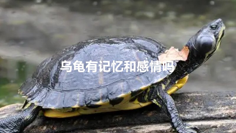 乌龟有记忆和感情吗