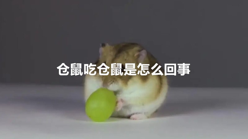 仓鼠吃仓鼠是怎么回事