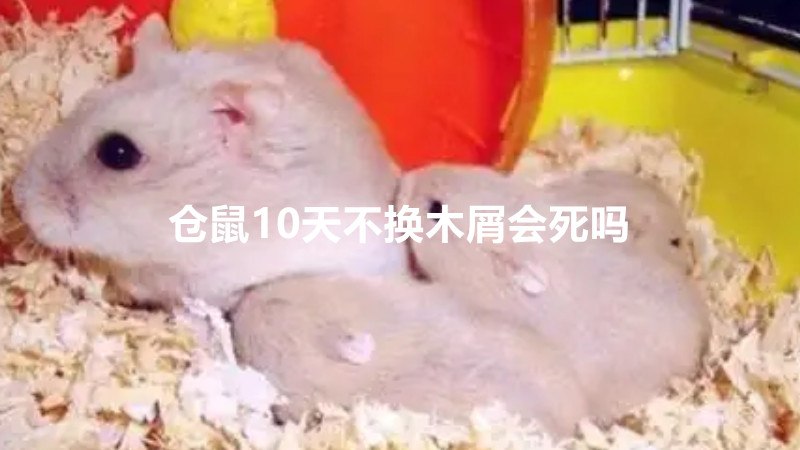 仓鼠10天不换木屑会死吗