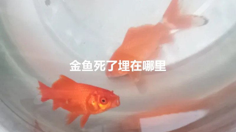 金鱼死了埋在哪里