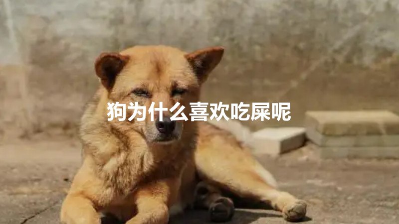 狗为什么喜欢吃屎呢