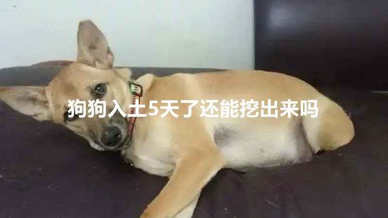 狗狗入土5天了还能挖出来吗