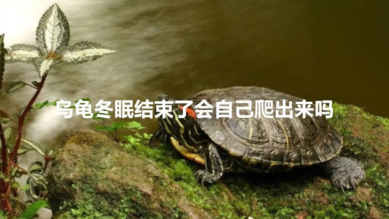 乌龟冬眠结束了会自己爬出来吗