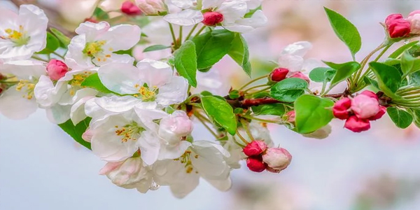 春天的梅花怎么形容 梅花象征着什么样的品质