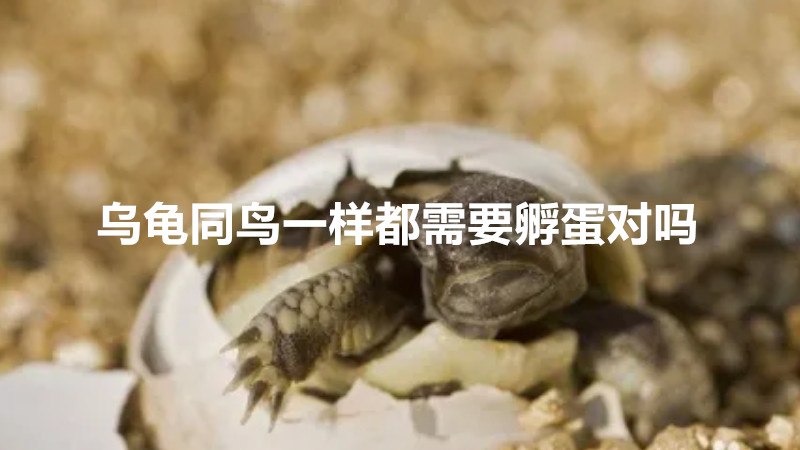 乌龟同鸟一样都需要孵蛋对吗