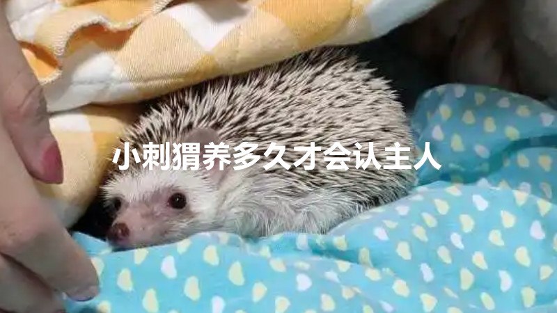 小刺猬养多久才会认主人