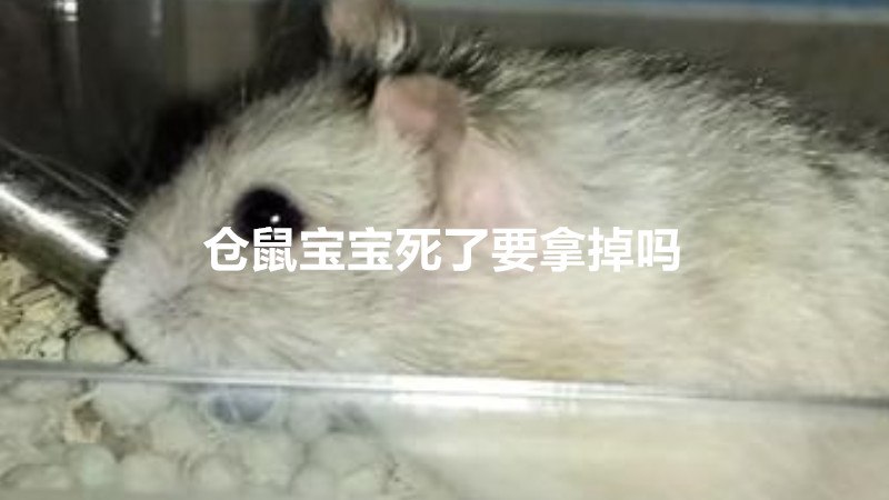 仓鼠宝宝死了要拿掉吗