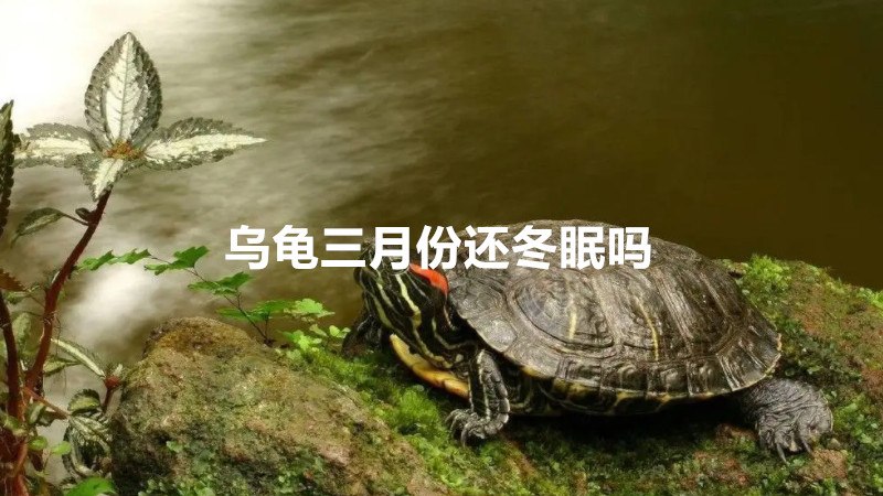 乌龟三月份还冬眠吗