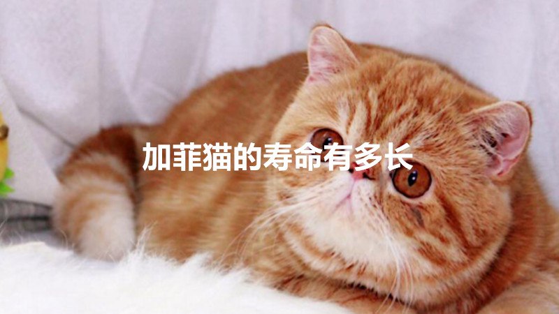 加菲猫的寿命有多长