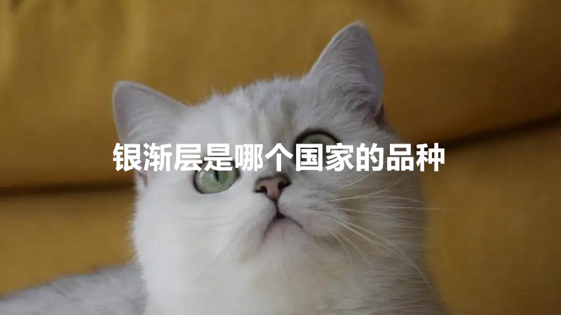 银渐层是哪个国家的品种