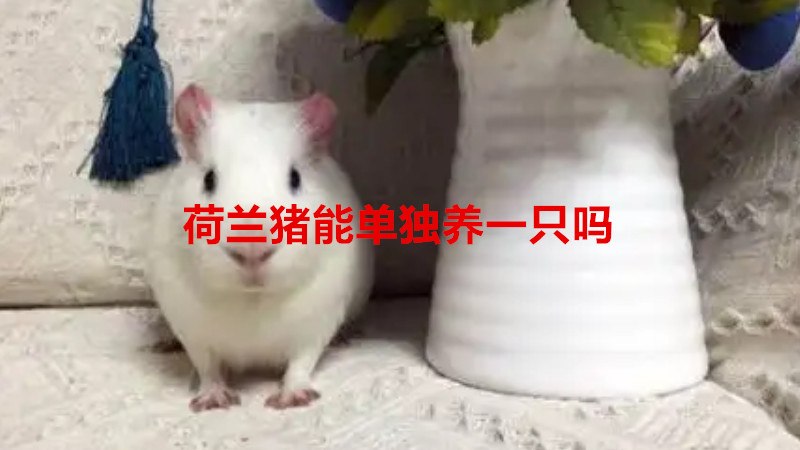 荷兰猪能单独养一只吗