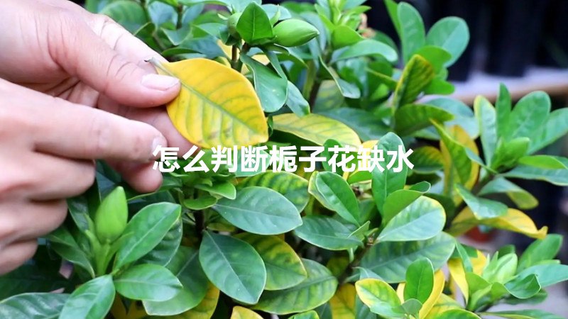 怎么判断栀子花缺水