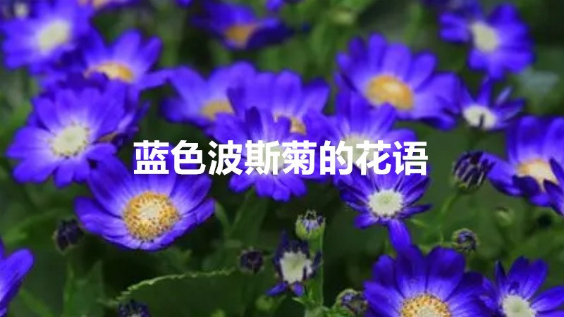 蓝色波斯菊的花语