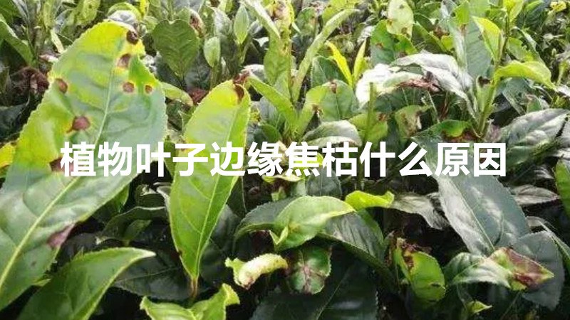 植物叶子边缘焦枯什么原因