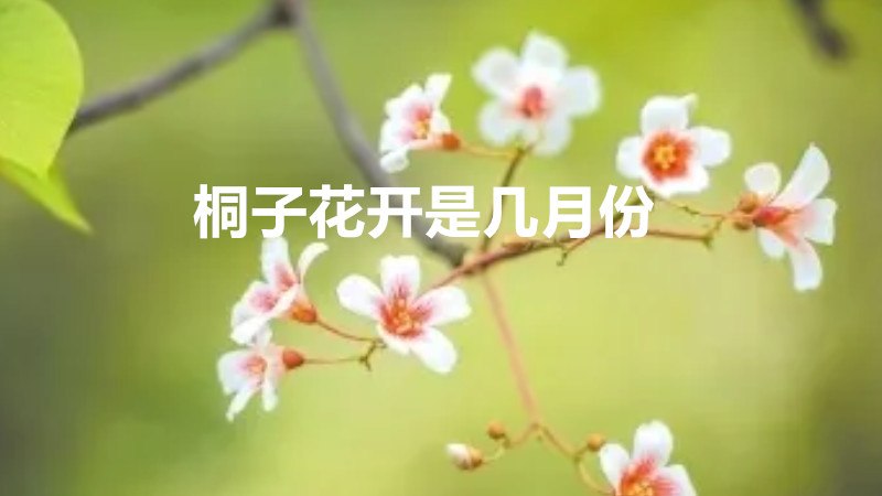 桐子花开是几月份