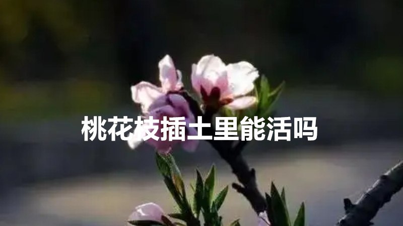 桃花枝插土里能活吗