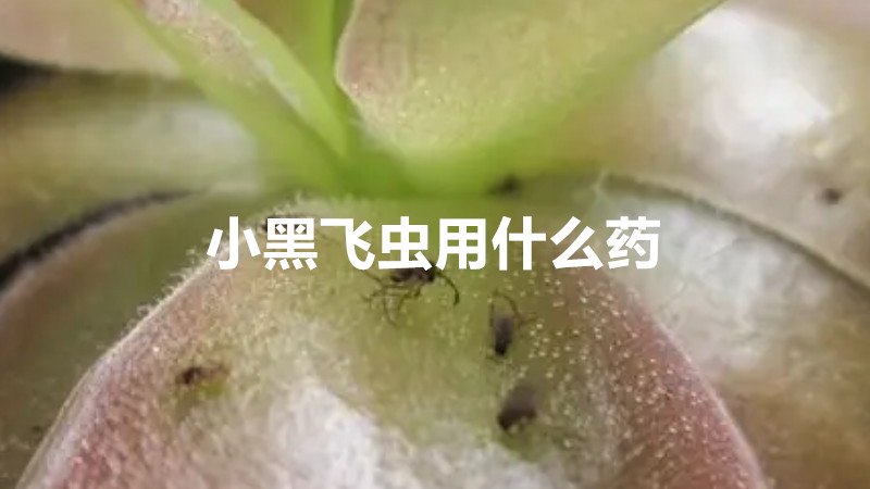 小黑飞虫用什么药