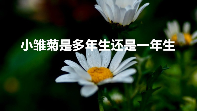 小雏菊是多年生还是一年生