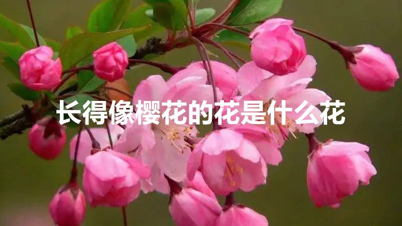 长得像樱花的花是什么花