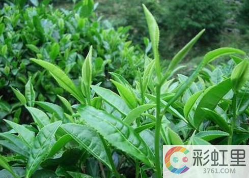 丝芙兰里好用的面膜 丝芙兰面膜好用吗