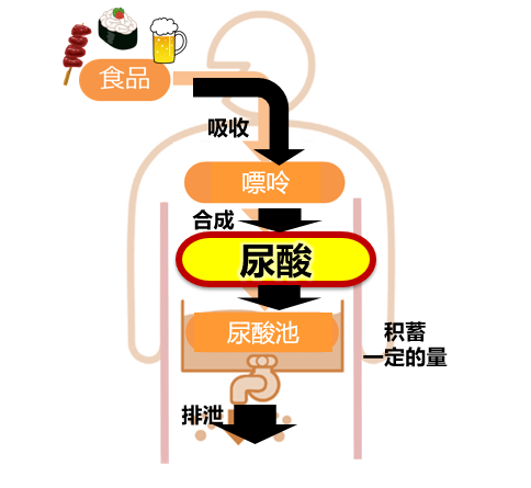 30岁以后容易痛风？FANCL HealthScience尿酸支援可降低痛风风险