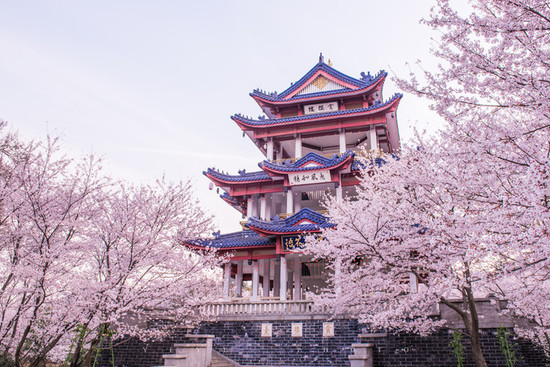 樱花季丨不去日本 照样可以来一场说走就走的赏樱之旅！