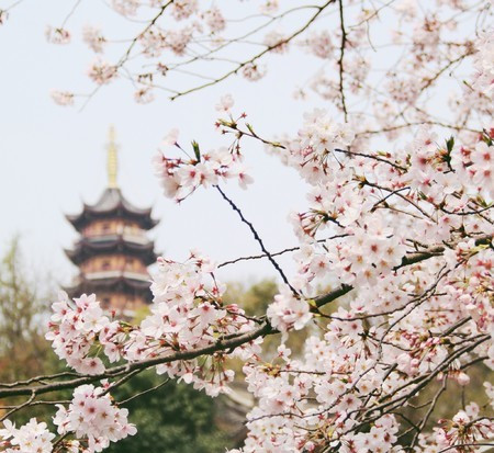 樱花季丨不去日本 照样可以来一场说走就走的赏樱之旅！