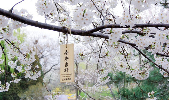 樱花季丨不去日本 照样可以来一场说走就走的赏樱之旅！