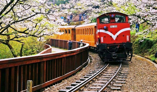 樱花季丨不去日本 照样可以来一场说走就走的赏樱之旅！