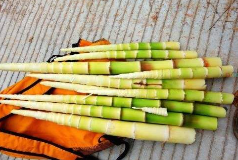 吸脂的食物都有哪些？这12种越吃越瘦