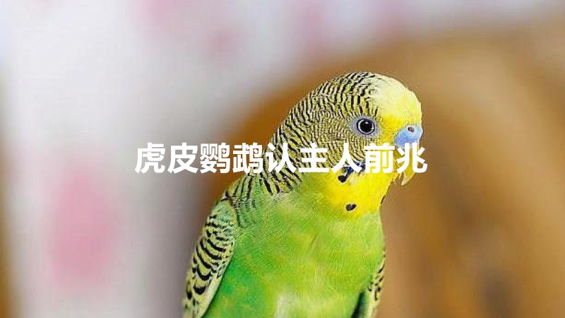 虎皮鹦鹉认主人前兆