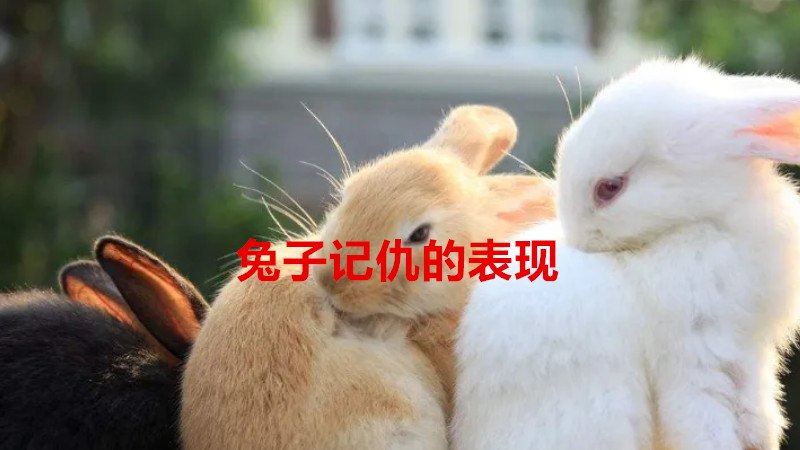 兔子记仇的表现