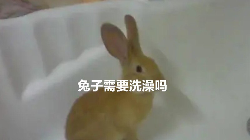 兔子需要洗澡吗