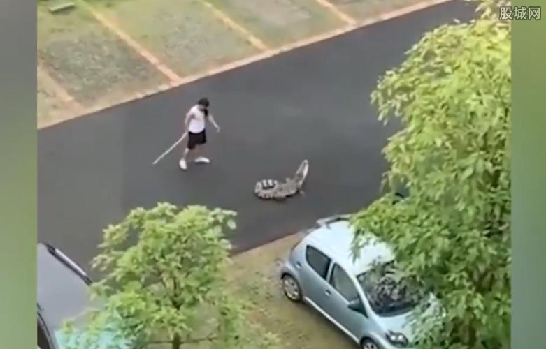 男子停车场遛鳄鱼
