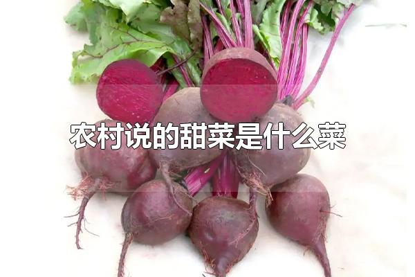 农村说的甜菜是什么菜 甜菜的主要价值