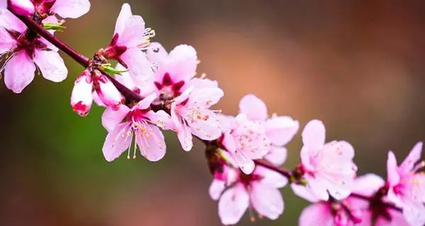 3月开花的都有什么花 3月开花的有桃花、樱花、梨花、迎春花