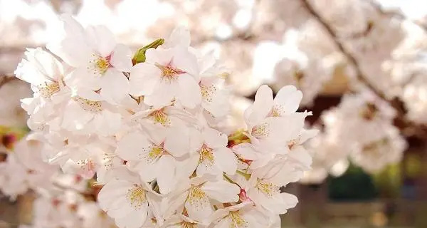 3月开花的都有什么花 3月开花的有桃花、樱花、梨花、迎春花