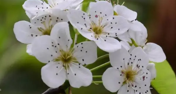 3月开花的都有什么花 3月开花的有桃花、樱花、梨花、迎春花