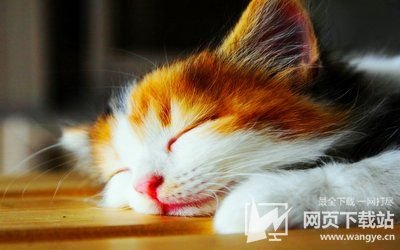 喵咪网址入口 猫咪猫咪永久官网入口 猫咪社区官网在线最新