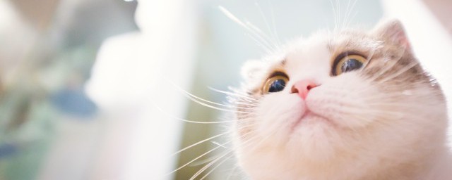 加菲猫怎么养才最聪明 加菲猫如何养才最聪明