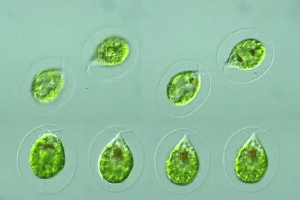 衣藻是单细胞生物吗 衣藻的特点