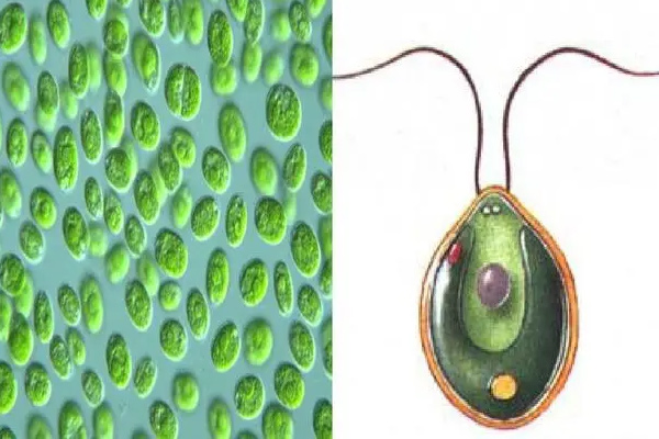 衣藻是单细胞生物吗 衣藻的特点