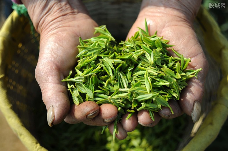 广东50岁大哥20年如一日喝茶